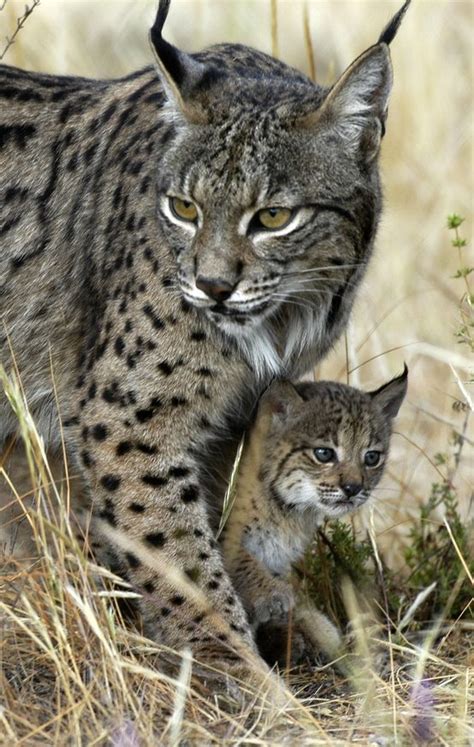 Iberian Lynx | Wild cats, Cats, Beautiful cats