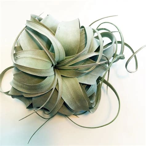 Air Plants – Tagged "Air Plant"– Plume