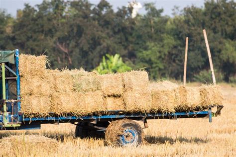 Rice Straw Bales on Truck for Transport at Rice Field Background Stock Image - Image of farmming ...