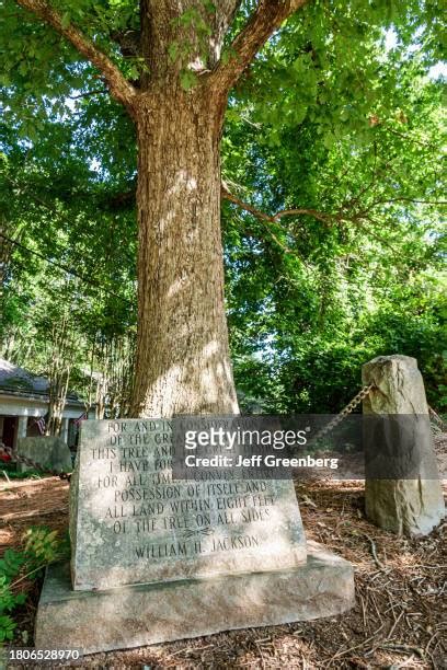 Tree That Owns Itself Photos and Premium High Res Pictures - Getty Images