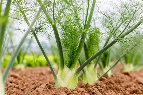 10 Easy Steps How to Grow Fennel - The Gardening Dad