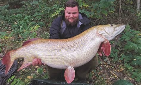 Huge Pike Was Larger Than New World Record