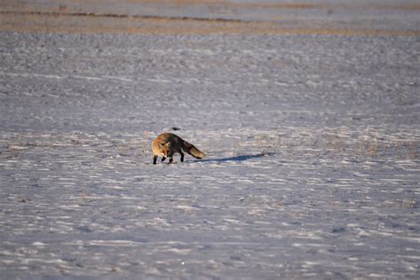 A red fox hunting in the snow, Kars Province, Turkey. : r/foxes