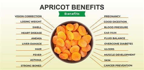 Apricot Benefits, Side Effect and Uses | by Apnapoint | Medium