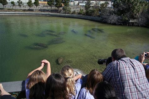 Manatee Viewing Center is one of the very best things to do in Tampa