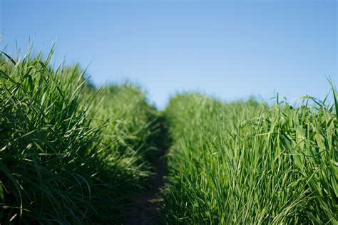 Free Images : path, sky, lawn, meadow, prairie, flower, green, crop ...