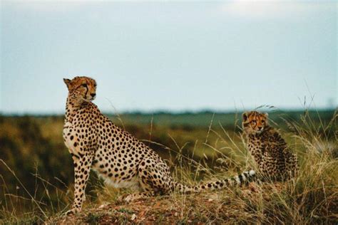 13 Wild Animals in Somalia [Wildlife in Somalia] - Kevmrc