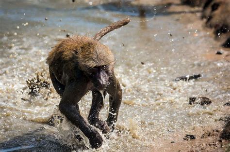 Knowsley Safari baboons and animals cool off - Liverpool Echo