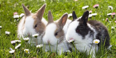 Types Of Bunny Rabbit Breeds