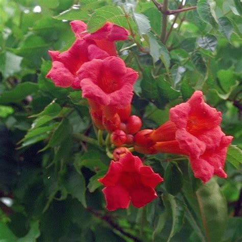 Campsis grandiflora Chinensis - Clearview Horticultural Products