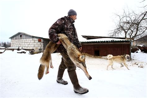 Hunting wolves in the Chernobyl nuclear exclusion zone [Graphic images]