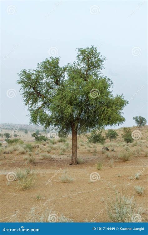 Khejri Desert Tree Rajasthan India Stock Image - Image of long, rajasthan: 101714449