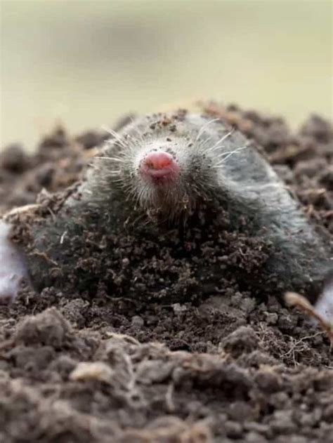 How to Get Rid of Moles in Your Yard Easily (Top 9 Methods) - Planet ...