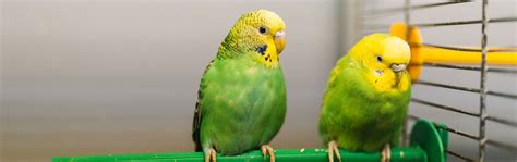 Bird Supplies and Accessories – Petland Gallipolis, OH