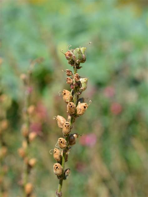 Snapdragon Seed Pod Info - When And How To Harvest Snapdragon Seeds