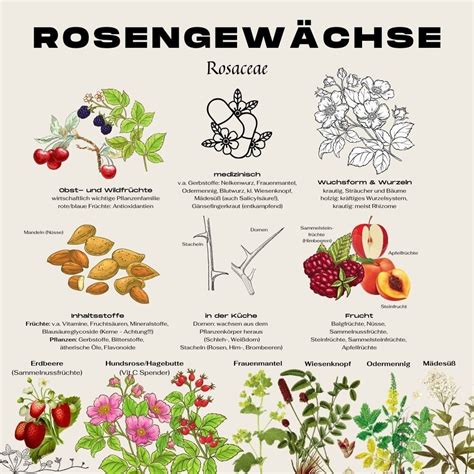 Rosengewächse (Rosaceae): Eigenschaften der Pflanzenfamilie — Matcha Mornings 🍵