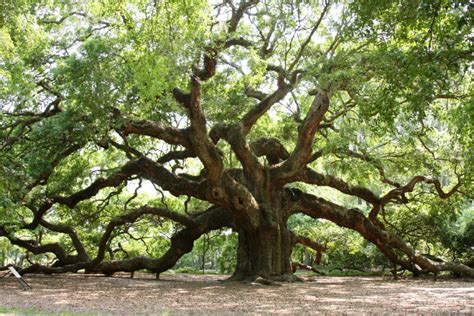 The 18 Most Beautiful Trees in the World