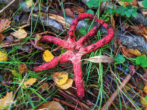 Devils Fingers in New Forest, UK! So exciting! : mycology