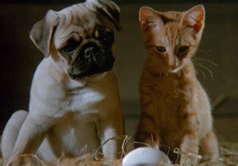 The Adventures of Milo and Otis | แมวจ๋าหมาอยู่นี่ (1986) [พากย์ไทย ...