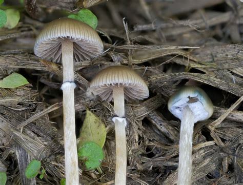 Exploring Psilocybe stuntzii: Identification Guide & Key Features