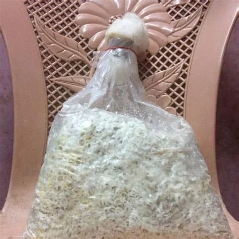 Oyster Mushrooms Spawn at Rs 70/kilogram | Oyster Mushroom Spawn in New Delhi | ID: 15419278148