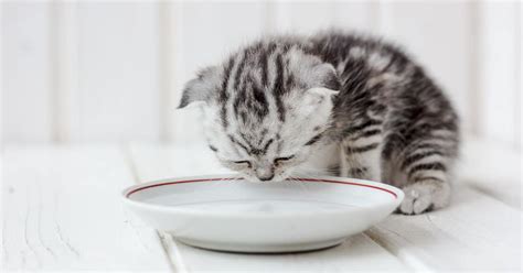 Why Do Cats Like Milk If It's Bad For Them? | Lelu & Bobo