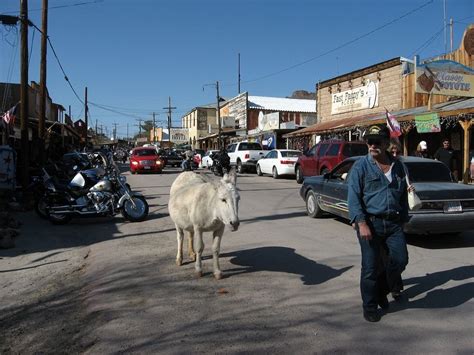 The Wild Burros of Oatman, Arizona | Amusing Planet