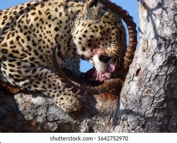 714 Leopard Eating Prey Images, Stock Photos & Vectors | Shutterstock