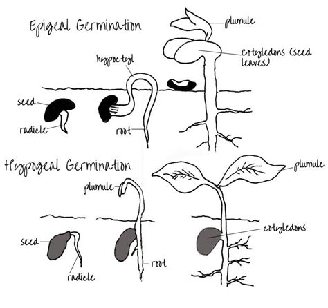 Epigeal and Hypogeal Germination – Edinburgh Garden School