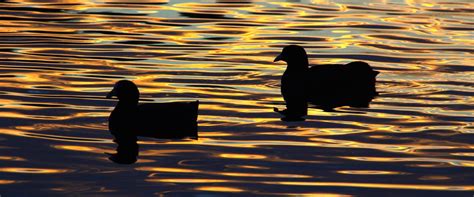 Birds Silhouette Sunset Free Stock Photo - Public Domain Pictures