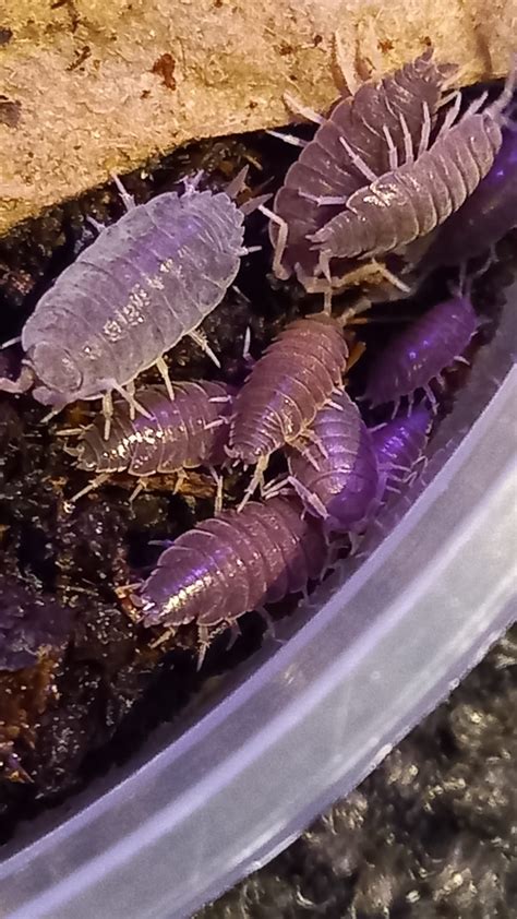 What species of isopods? : r/isopods