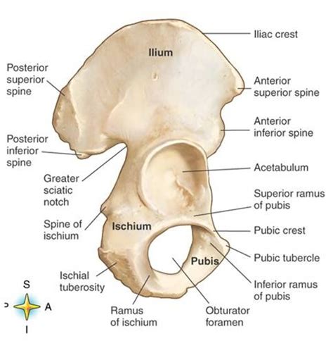 Acetabulum | Human anatomy and physiology, Medical massage, Body anatomy