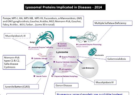 Updates on Lysosomal Storage Diseases - Beyond Batten Disease Foundation