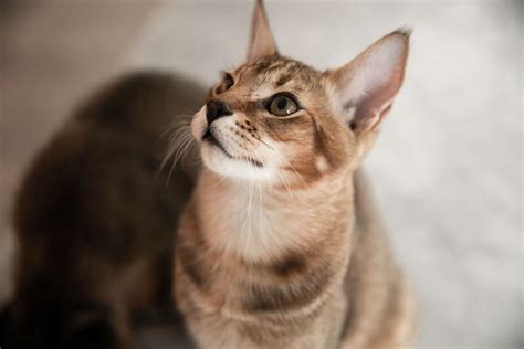 Chausie: Cat Breed Profile, Characteristics & Care