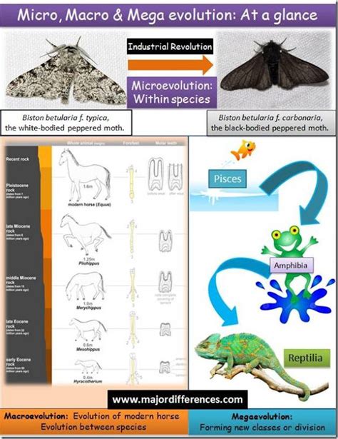 Difference between Microevolution, Macroevolution and Megaevolution ...