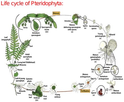 Pteridophytes Life Cycle