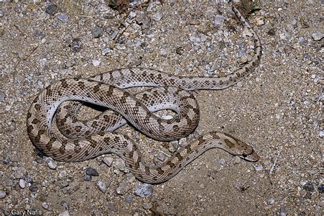 Mohave Glossy Snake - Arizona elegans candida