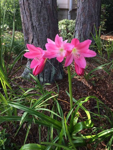 Crinum Lilies Just Won’t Die | Southern Living