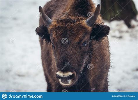 Wisent in Poland stock image. Image of podlasie, bonasus - 203738813