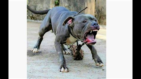 Are Pitbulls Dangerous Dogs