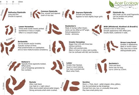 Bat Droppings Guide | Acer Ecology