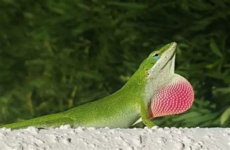 Anole - Description, Habitat, Image, Diet, and Interesting Facts