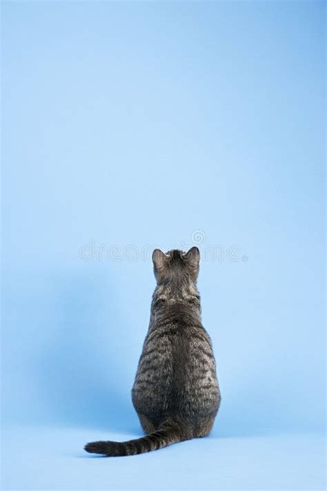 Back view of cat. Back view of gray striped cat sitting on blue background , #Aff, #gray, #cat ...