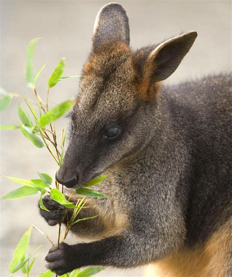 Swamp Wallaby - Cougar Mountain Zoo