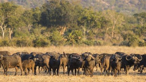 African Buffalo herd stock photo. Image of gonarezhou - 44121084