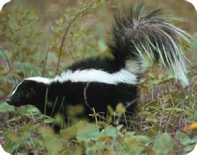 How to Trap a Skunk Trapping Tips and Bait