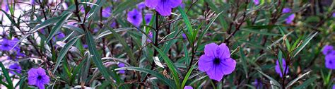 Q: I bought a pink Mexican petunia and it has taken over my yard. What can I do to get rid of it ...