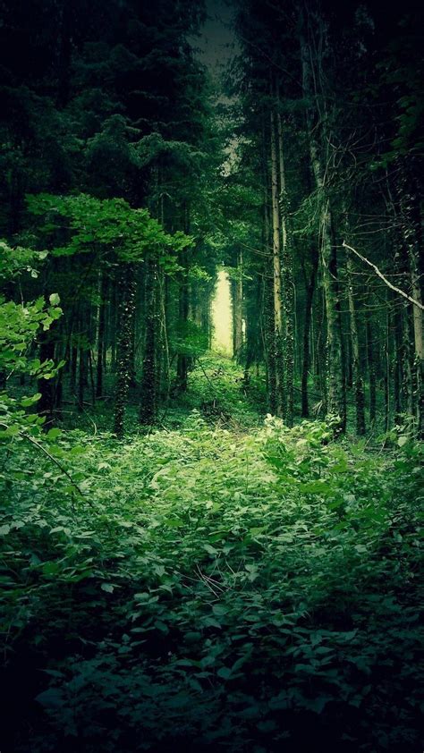 Lush Green Forest Wallpaper