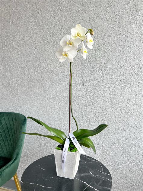 Single Orchid Plant