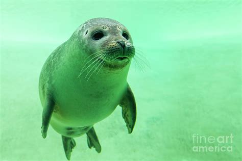 Harbor Seal Swimming Underwater Photograph by Arterra Picture Library ...